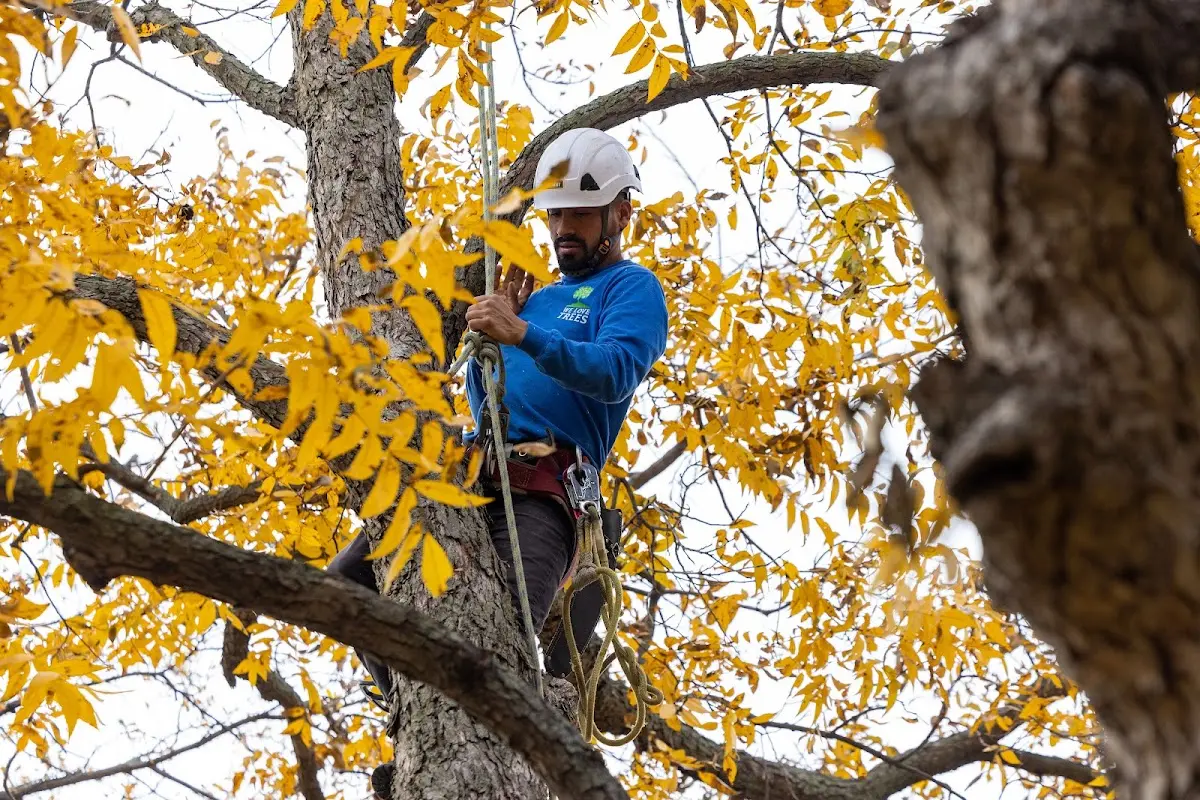 Skilled Tree Planting crew working in Dayton