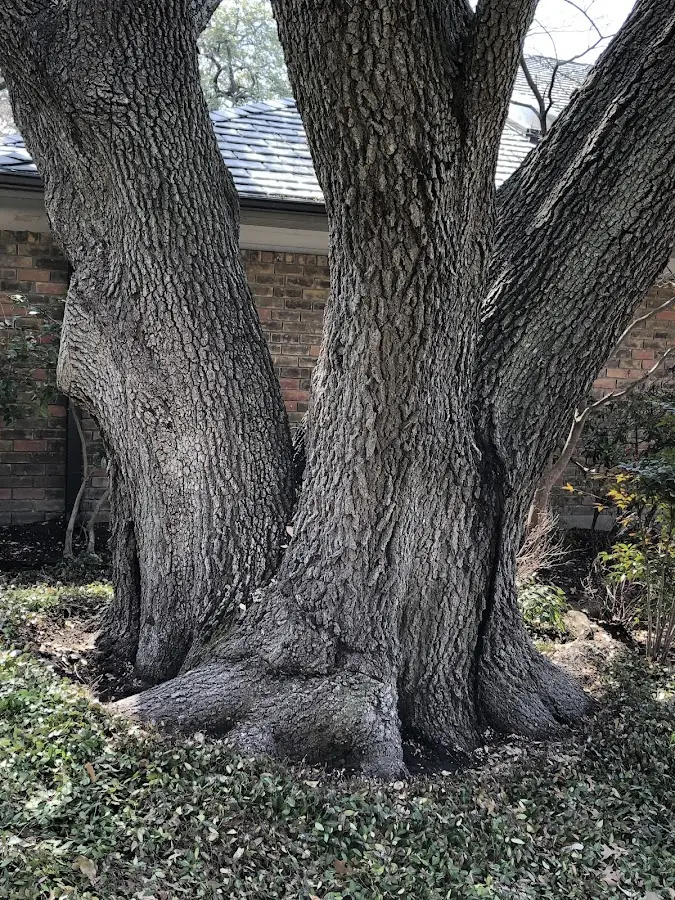 Mature heritage tree close to a Dayton property cared for by certified arborists