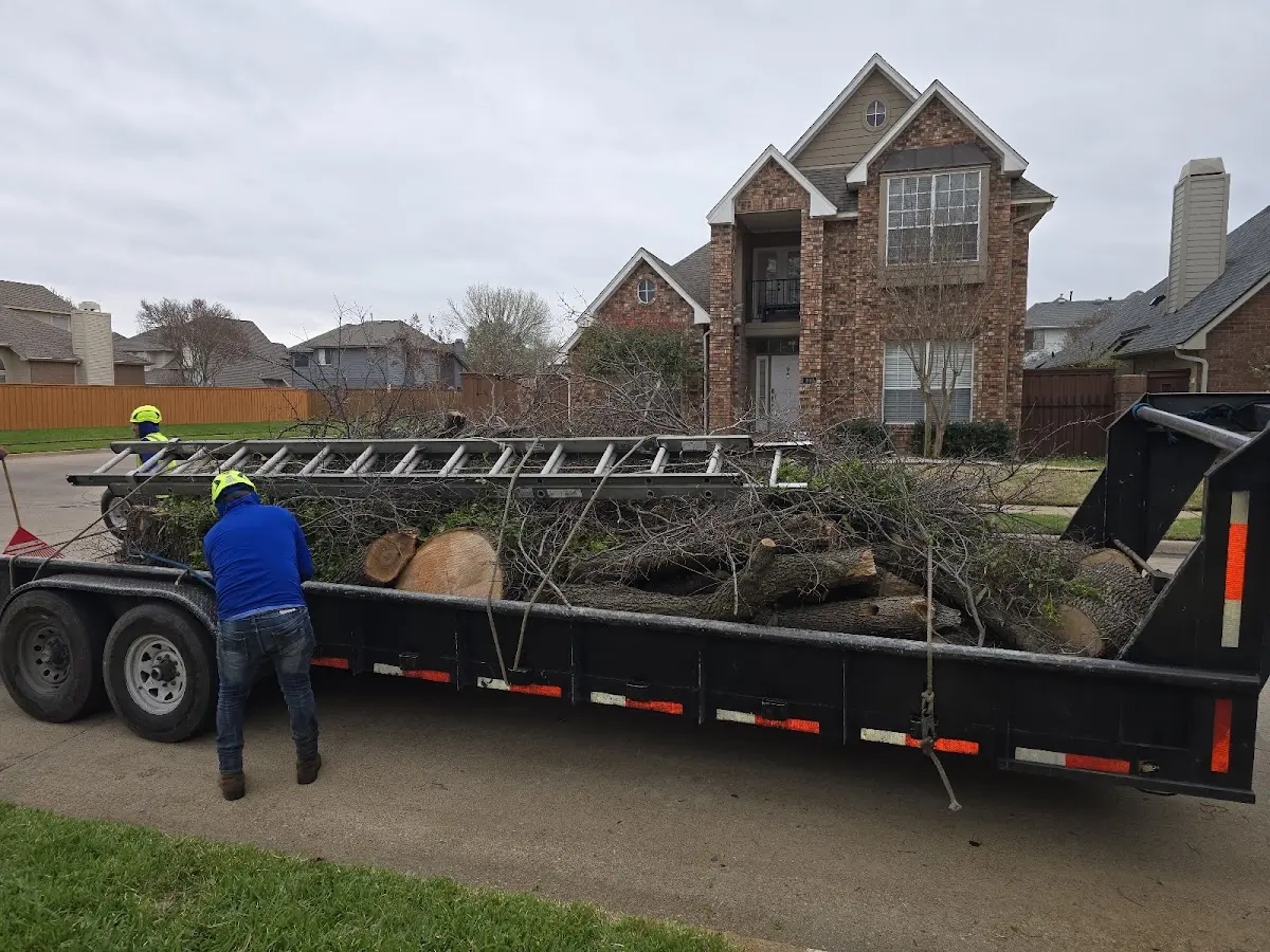 Expert Deadwooding with proper safety equipment in Dayton